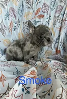 Reduced…..Smoke, a male French Bulldog for sale in Gray, KY – 5 of 10