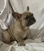 Mr Blue Fawn, a male French Bulldog for sale in Gray, KY – Photo 3 of 5