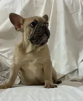 Mr Blue Fawn, a male French Bulldog for sale in Gray, KY – Photo 4 of 5