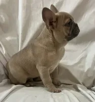 Mr Blue Fawn, a male French Bulldog for sale in Gray, KY – Photo 5 of 5