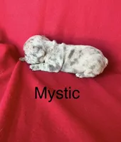 Mystic, a female French Bulldog for sale in Gray, KY – 2 of 3
