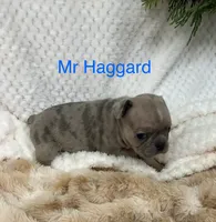 Mr Haggard ., a male French Bulldog for sale in Gray, KY – 2 of 3
