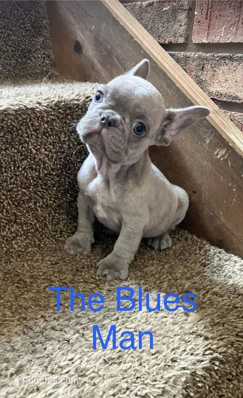The Blues Man – French Bulldog puppy for sale in Gray, KY