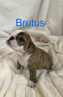 Pending-Brutus , a male English Bulldog for sale in Gray, KY – 3 of 3