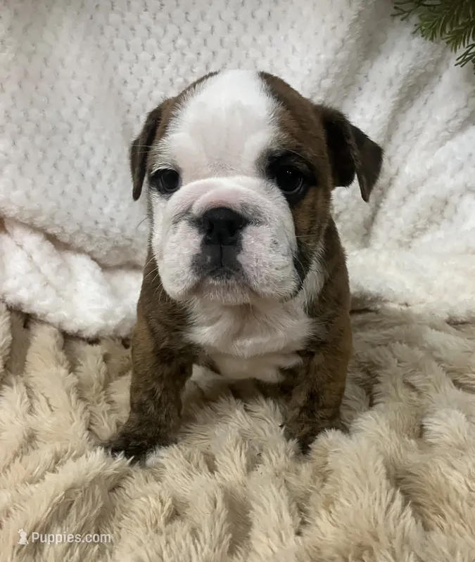 Champion sired Freedom . – English Bulldog puppy for sale in Gray, KY