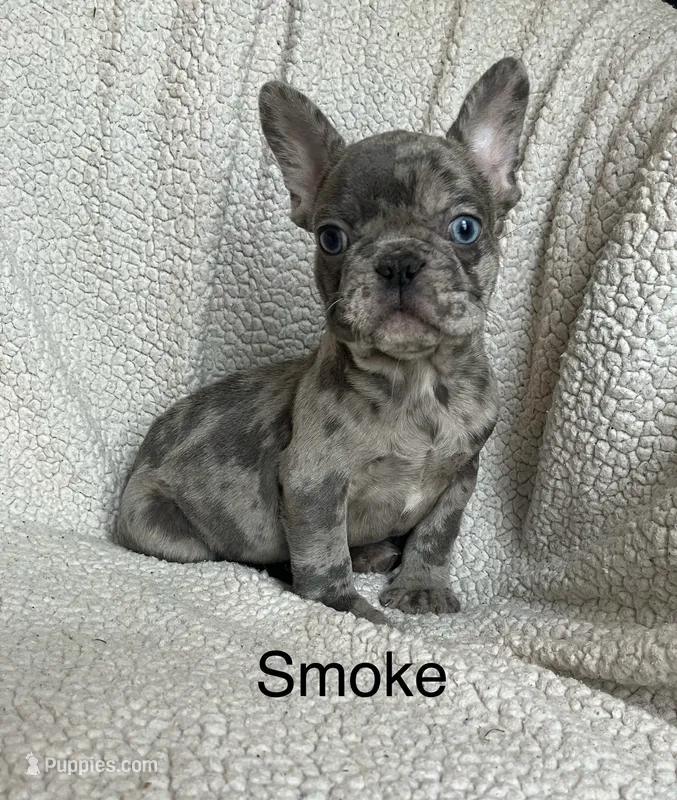 Reduced…..Smoke – French Bulldog puppy for sale in Gray, KY