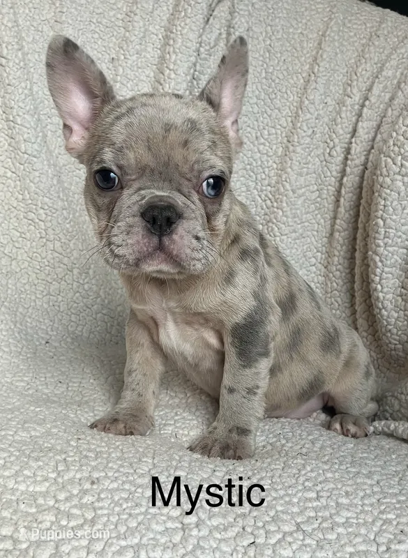 Reduced…Mystic – French Bulldog puppy for sale in Gray, KY