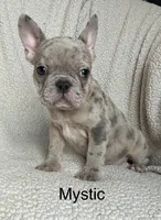 Reduced…Mystic…pending , a female French Bulldog for sale in Gray, KY – 3 of 10
