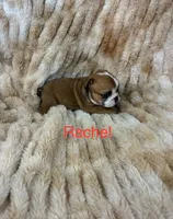 Rachal, a female English Bulldog for sale in Gray, KY – 2 of 3