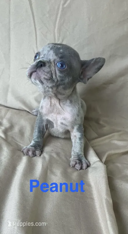 Peanut  – French Bulldog puppy for sale in Gray, KY