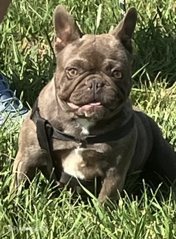 Coco Chanel – French Bulldog puppy for sale in Gray, KY