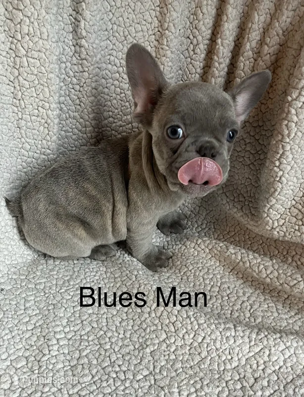 The Blues Man – French Bulldog puppy for sale in Gray, KY