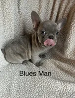 The Blues Man., a male French Bulldog for sale in Gray, KY – 6 of 9