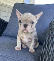 Reduced…Mystic…pending , a female French Bulldog for sale in Gray, KY – 4 of 10