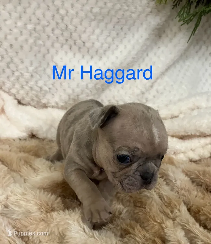 Mr Haggard . – French Bulldog puppy for sale in Gray, KY