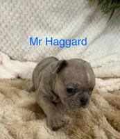 Mr Haggard ., a male French Bulldog for sale in Gray, KY – 1 of 3