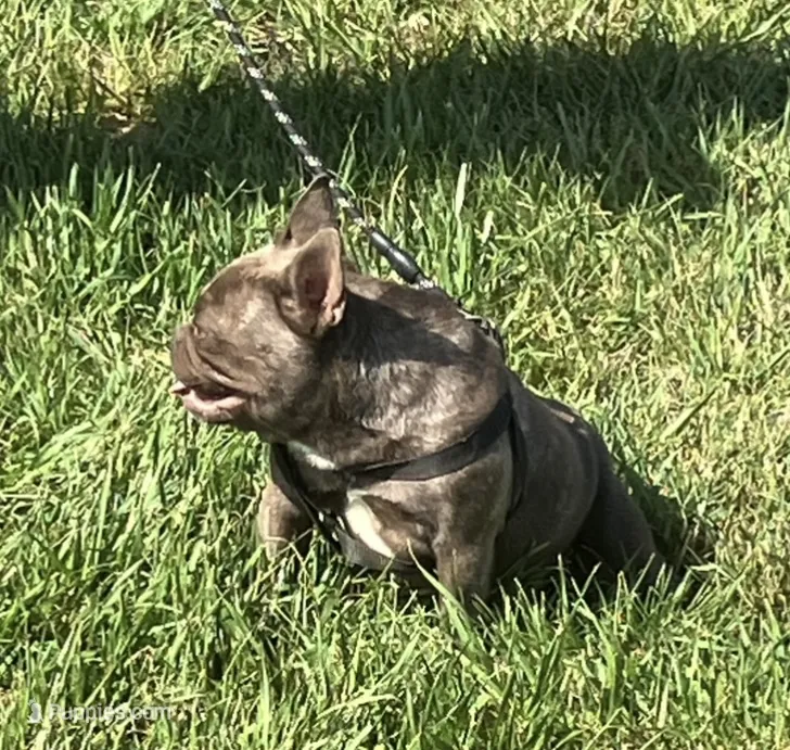 Coco Chanel. – French Bulldog puppy for sale in Gray, KY