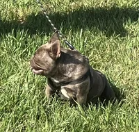Coco Chanell, a female French Bulldog for sale in Gray, KY – 5 of 5