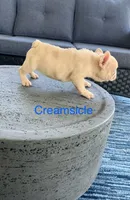 Blue eyed Creamsicle ., a male French Bulldog for sale in Gray, KY – 5 of 10