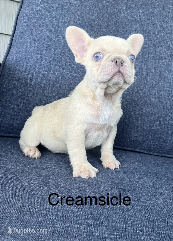 Creamsicle  – French Bulldog puppy for sale in Gray, KY