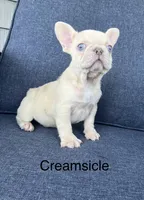 Blue eyed Creamsicle ., a male French Bulldog for sale in Gray, KY – 10 of 10