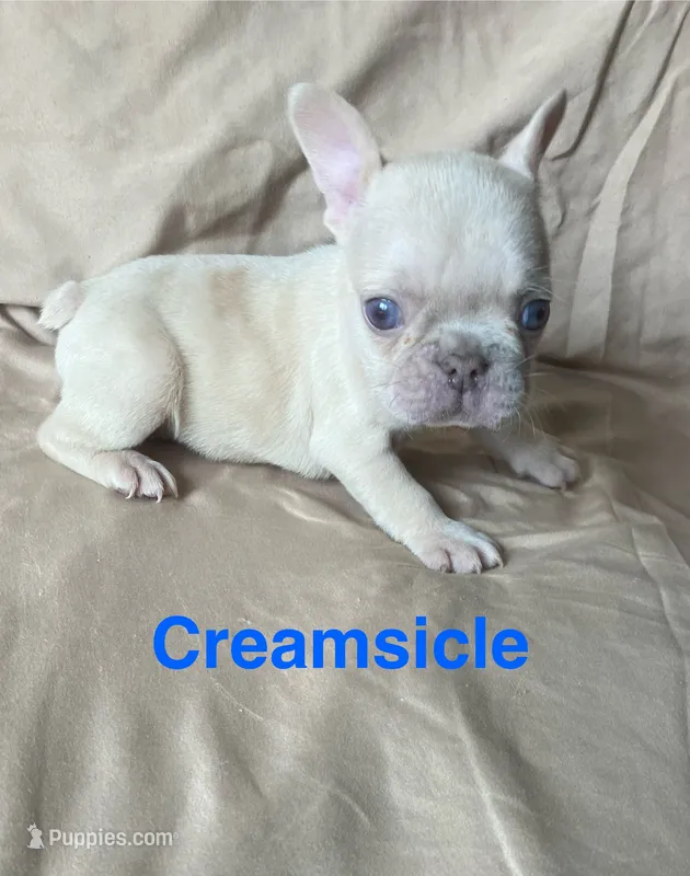 Creamsicle  – French Bulldog puppy for sale in Gray, KY