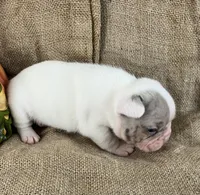 Mr Show, a male French Bulldog for sale in Gray, KY – 2 of 4