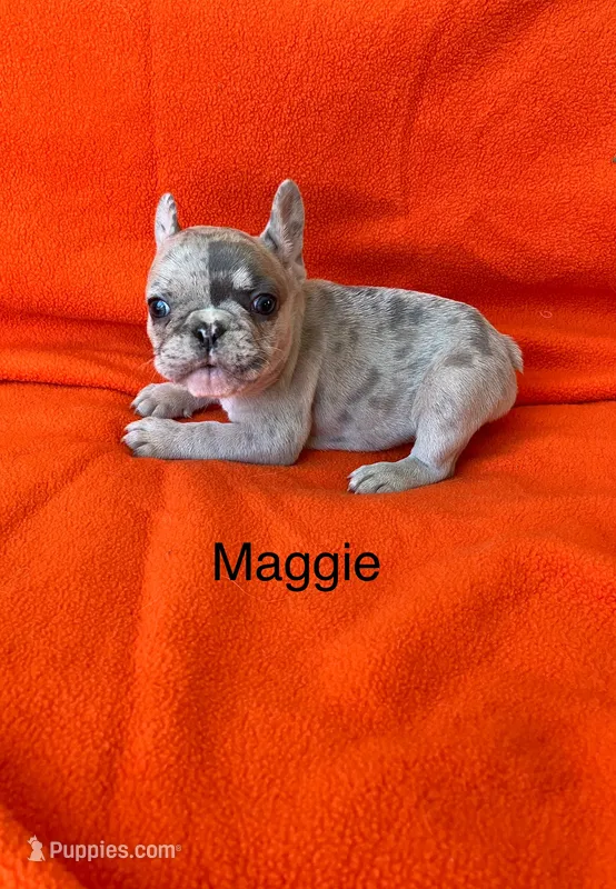 Maggie . – French Bulldog puppy for sale in Gray, KY