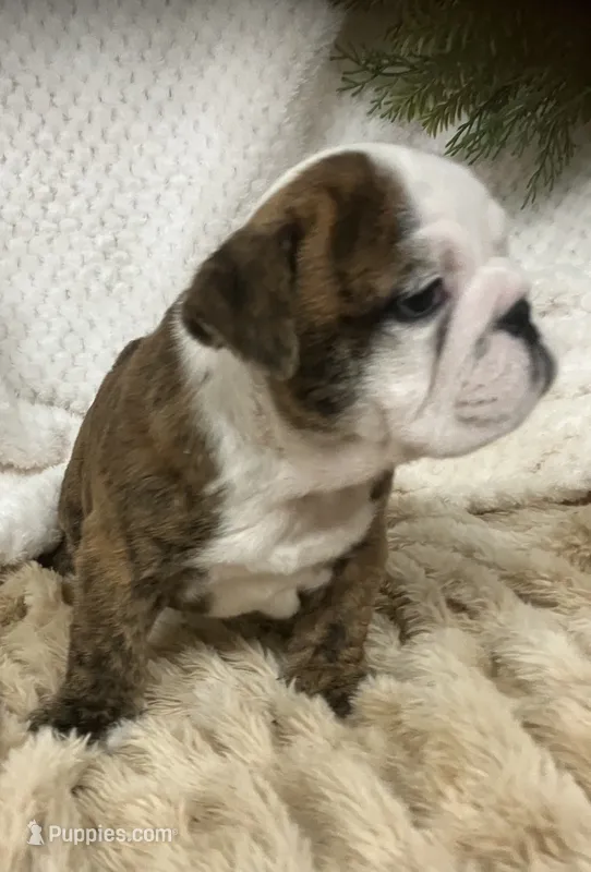 Champion sired Freedom  – English Bulldog puppy for sale in Gray, KY