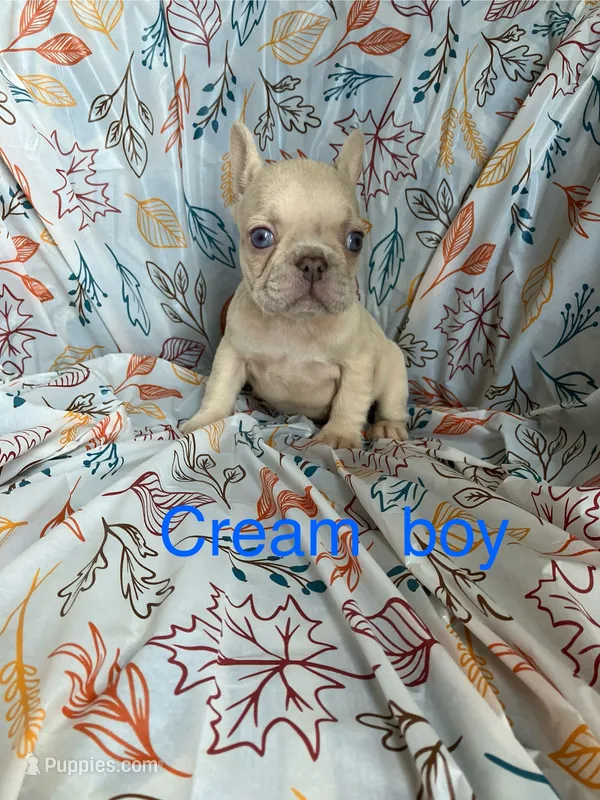 Creamsicle  – French Bulldog puppy for sale in Gray, KY