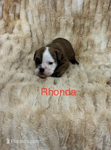 Rhonda – English Bulldog puppy for sale in Gray, KY