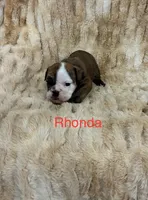 Rhonda, a female English Bulldog for sale in Gray, KY – 1 of 3