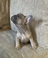 Little Boy Blue found his home, a male French Bulldog for sale in Gray, KY – Photo 3 of 6