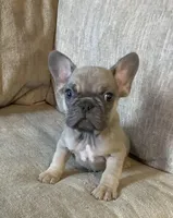 Little Boy Blue found his home, a male French Bulldog for sale in Gray, KY – Photo 6 of 6