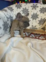 Little Boy Blue found his home, a male French Bulldog for sale in Gray, KY – Photo 2 of 6