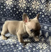 Little Boy Blue found his home, a male French Bulldog for sale in Gray, KY – Photo 5 of 6