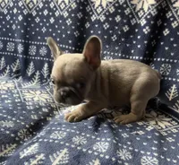 Little Boy Blue found his home, a male French Bulldog for sale in Gray, KY – Photo 4 of 6