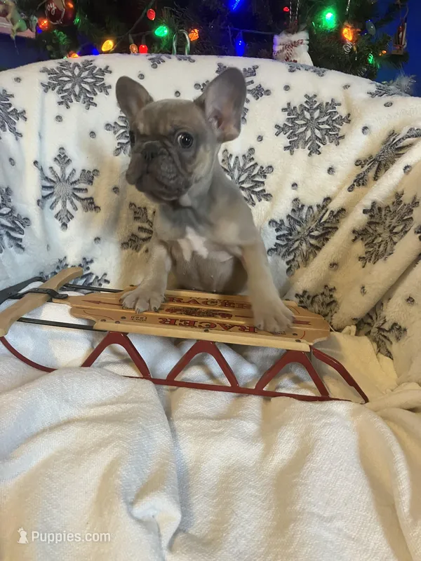 Little Boy Blue found his home, a male French Bulldog for sale in Gray, KY – Photo 1 of 6