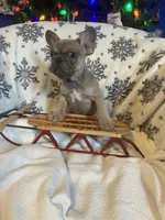 Little Boy Blue found his home, a male French Bulldog for sale in Gray, KY – Photo 1 of 6