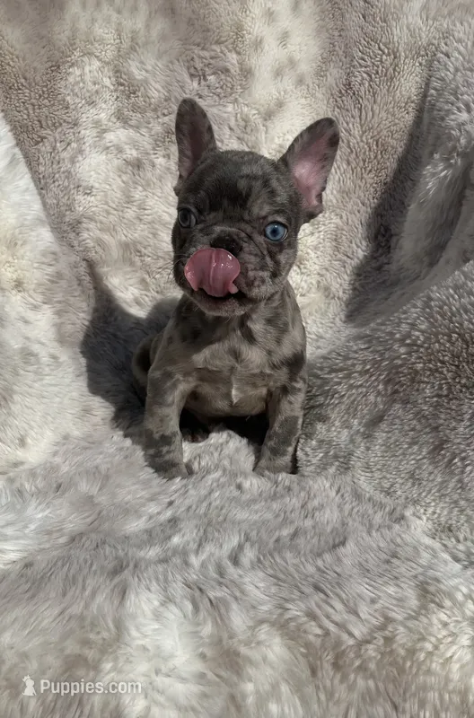 Reduced…..Smoke. – French Bulldog puppy for sale in Gray, KY