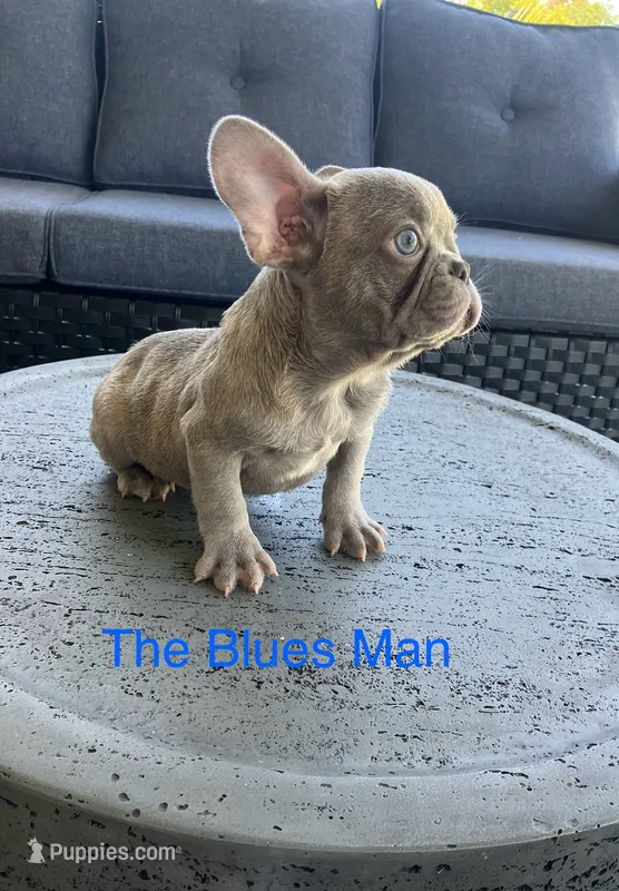 The Blues Man. – French Bulldog puppy for sale in Gray, KY