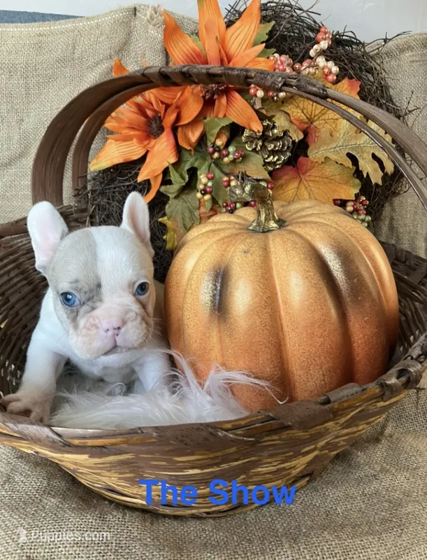 Mr Show – French Bulldog puppy for sale in Gray, KY