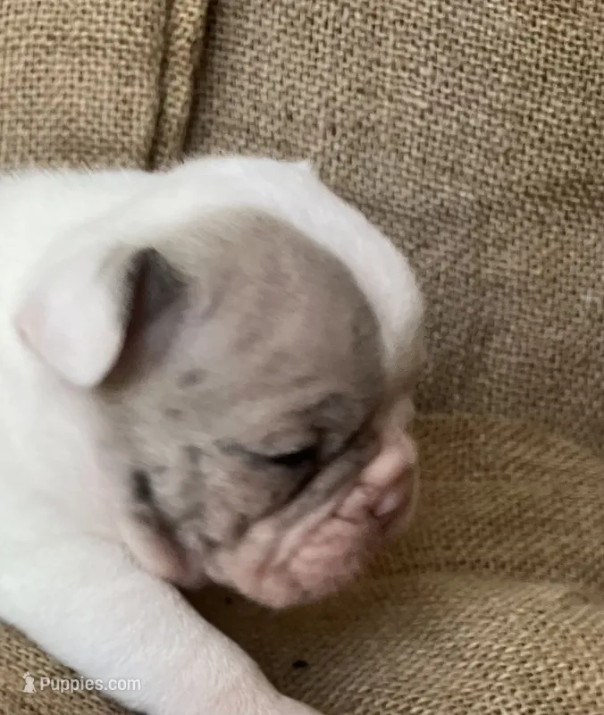 Mr Show – French Bulldog puppy for sale in Gray, KY