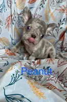 Peanut , a male French Bulldog for sale in Gray, KY – 1 of 3