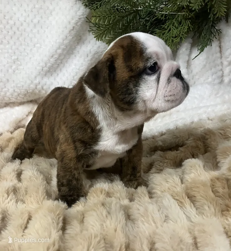 Champion sired Freedom  – English Bulldog puppy for sale in Gray, KY