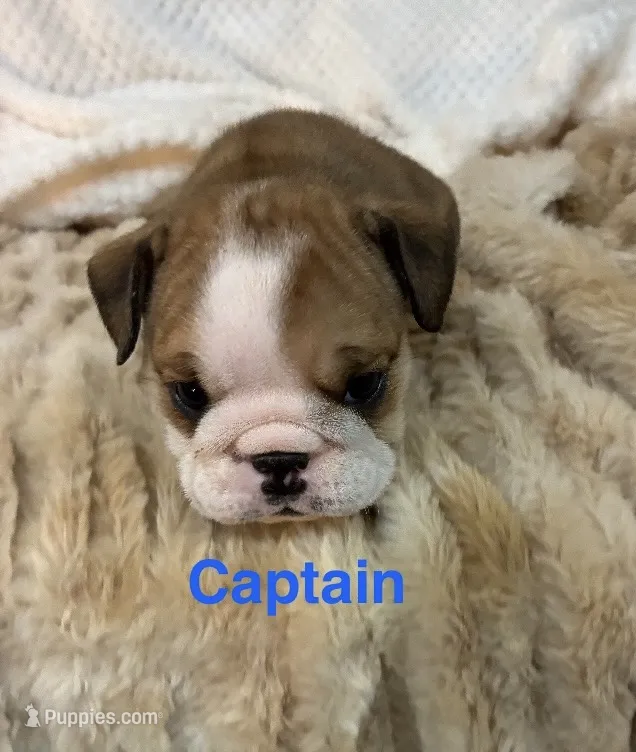Captain America  – English Bulldog puppy for sale in Gray, KY