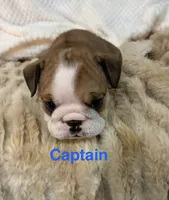 Captain America , a male English Bulldog for sale in Gray, KY – 4 of 8