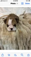 Captain America , a male English Bulldog for sale in Gray, KY – 5 of 8