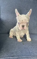 Reduced…Mystic…pending , a female French Bulldog for sale in Gray, KY – 2 of 10
