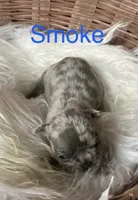 Smoke, a male French Bulldog for sale in Gray, KY – 2 of 3